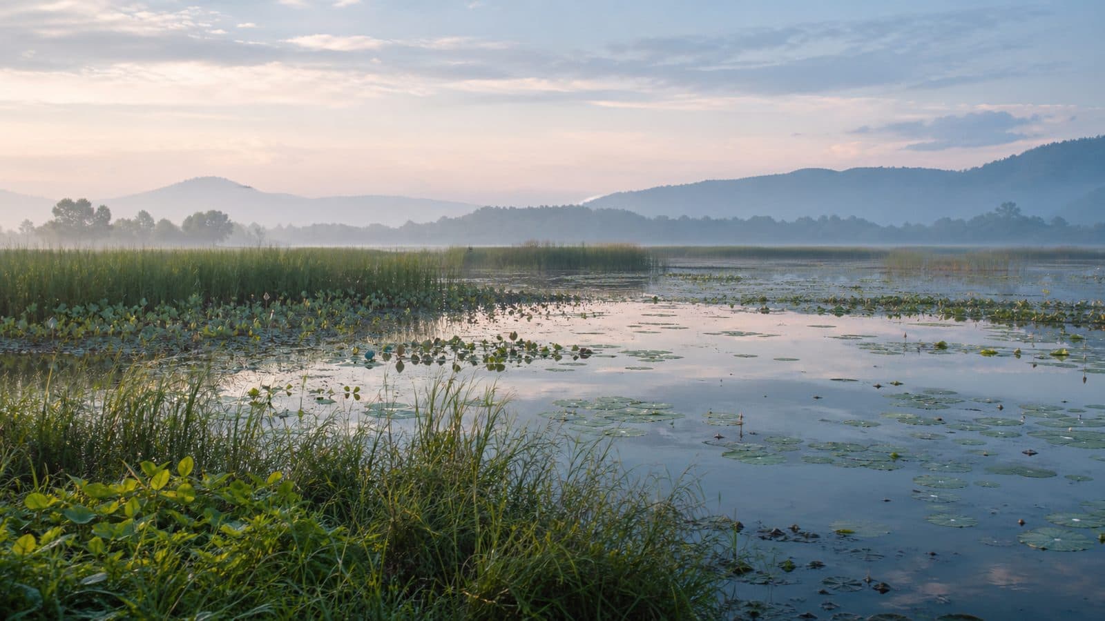 Nong Bong Kai Wetland Reserve