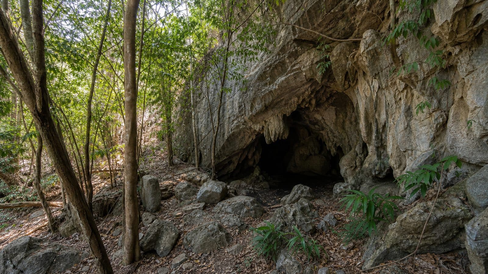Pha Tub Cave Forest Park