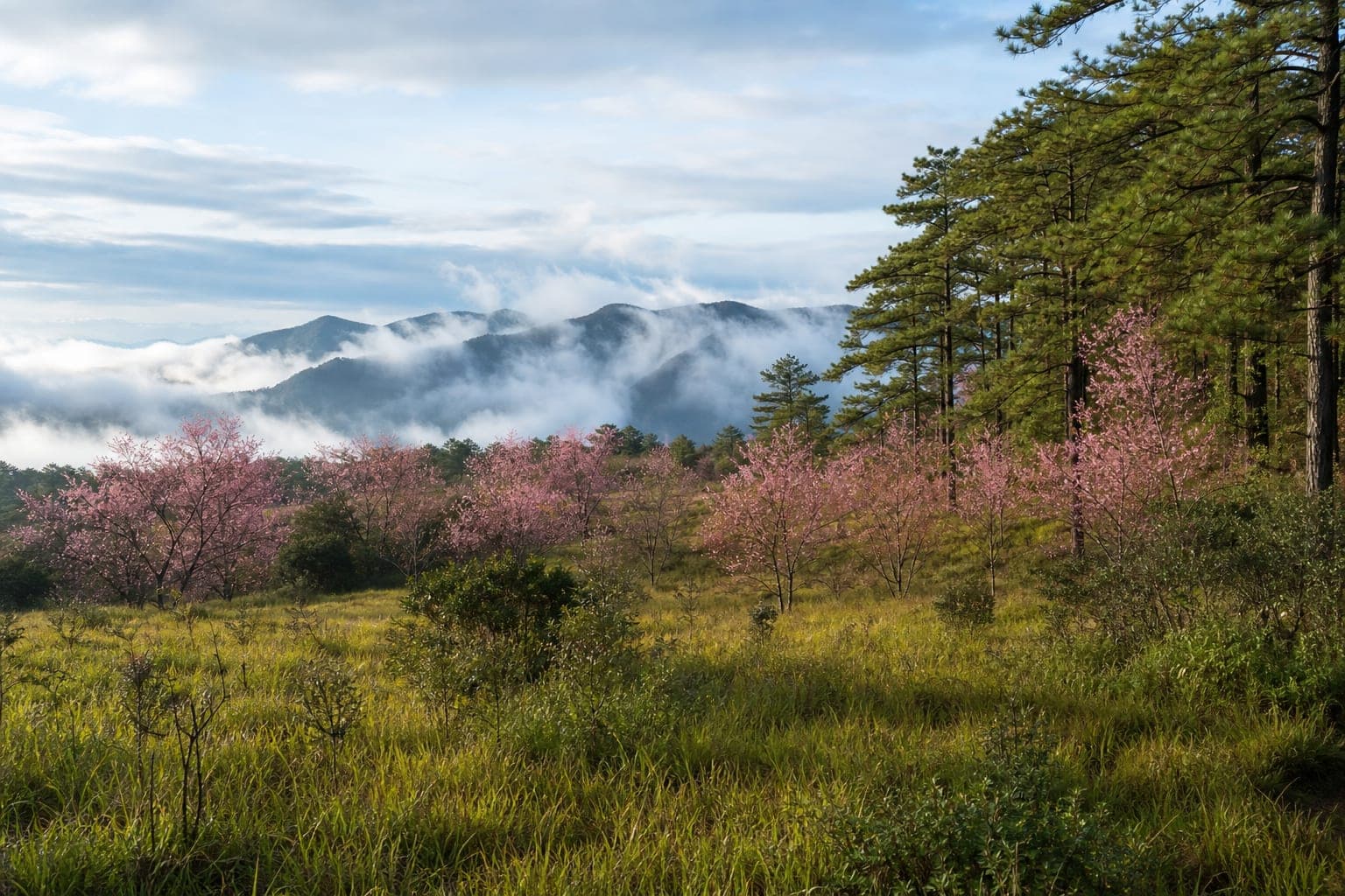 Phu Soi Dao National Park