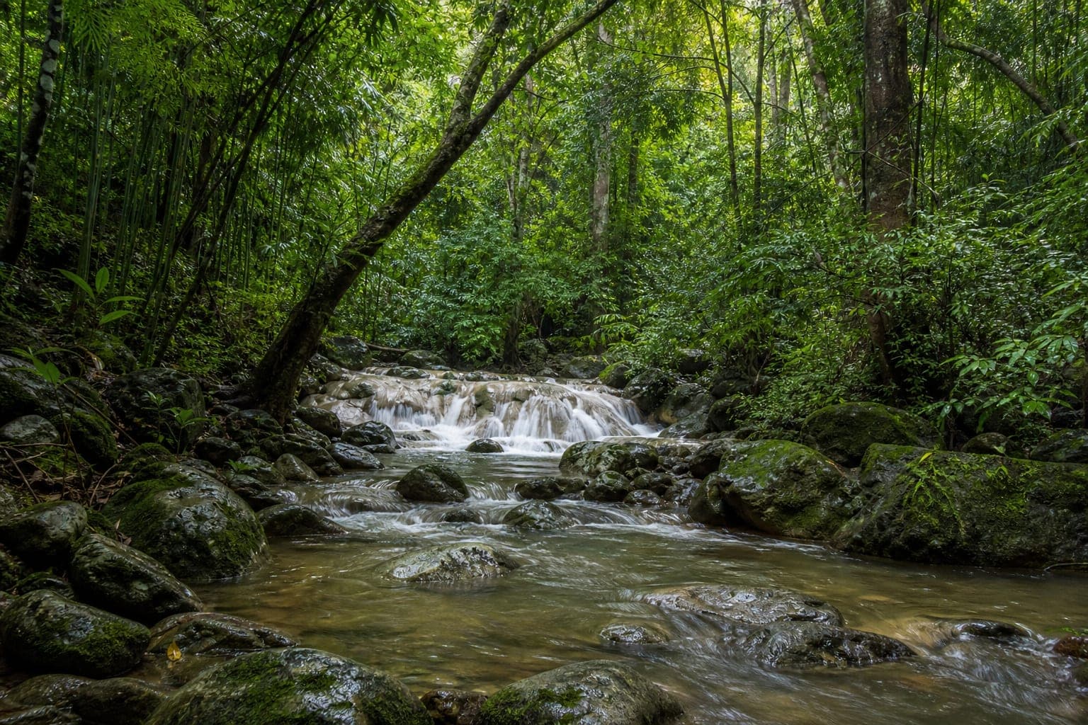 Rong Kham Luang Forest Park