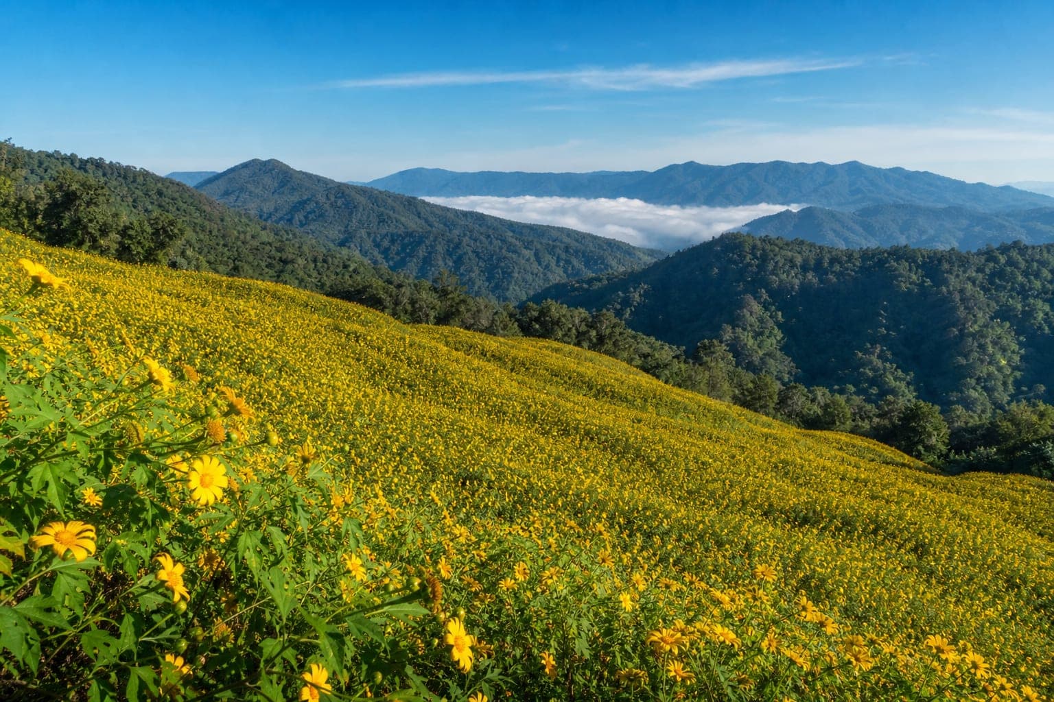 Thung Bua Tong Forest Park