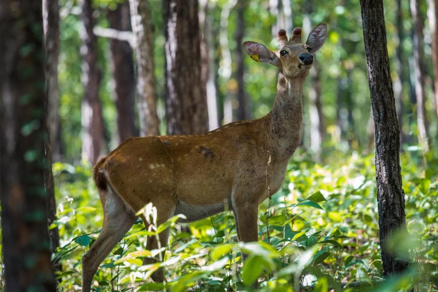 Kaeng Huai Tak Forest Park